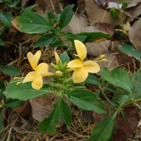 Barleria prionitis L.